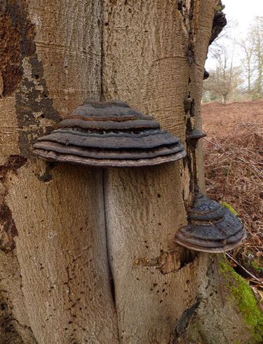 A mature bracket with multiple growth increments on beech in the New Forest, Hampshire.
